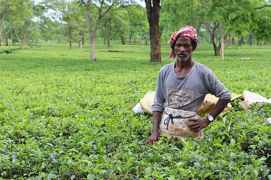 A tea picker at work on a tea plantation.